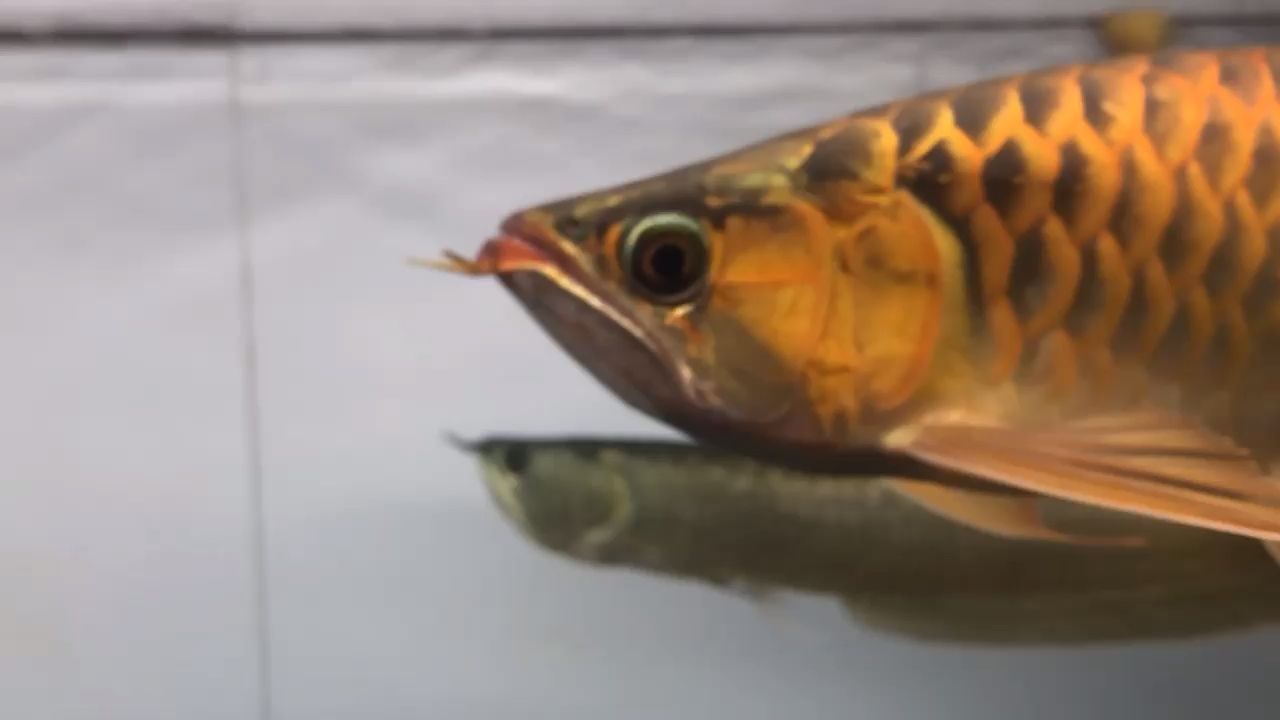 印尼血紅龍魚和普通魚哪個好（印尼血紅龍魚與普通魚相比，各有優勢）