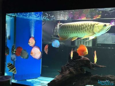 龍魚新缸養水幾天換一次水：龍魚新缸養水幾天換一次水，需要注意什么
