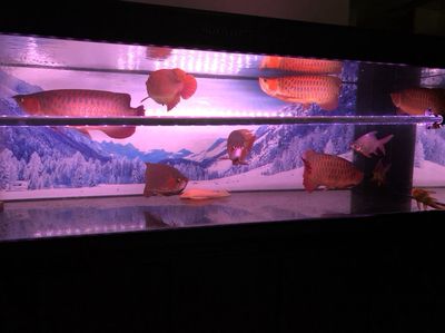 龍魚新缸養水幾天換一次水：龍魚新缸養水幾天換一次水，需要注意什么