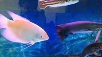 羅漢魚品種適應水環境能力，羅漢魚單缸養殖優缺點，