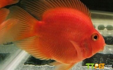 羅漢魚品種適應水環境能力，羅漢魚單缸養殖優缺點，