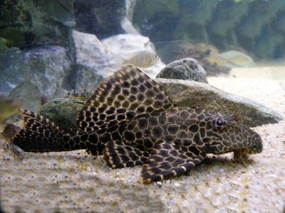 龍魚15天沒吃過東西會死嗎：龍魚15天不吃東西會死嗎