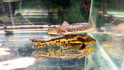 鐵甲武士魚混養搭配技巧：鐵甲武士魚混養常見問題