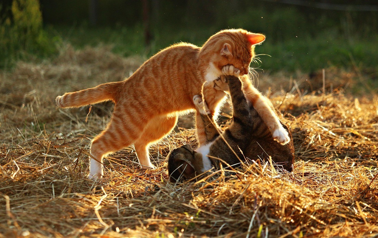 龍魚需要燈光嗎怎么養