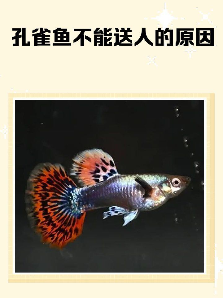 小紅龍發色不能隨便送人