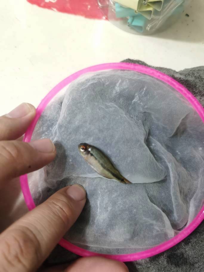 龍魚交叉感染后如何急救？