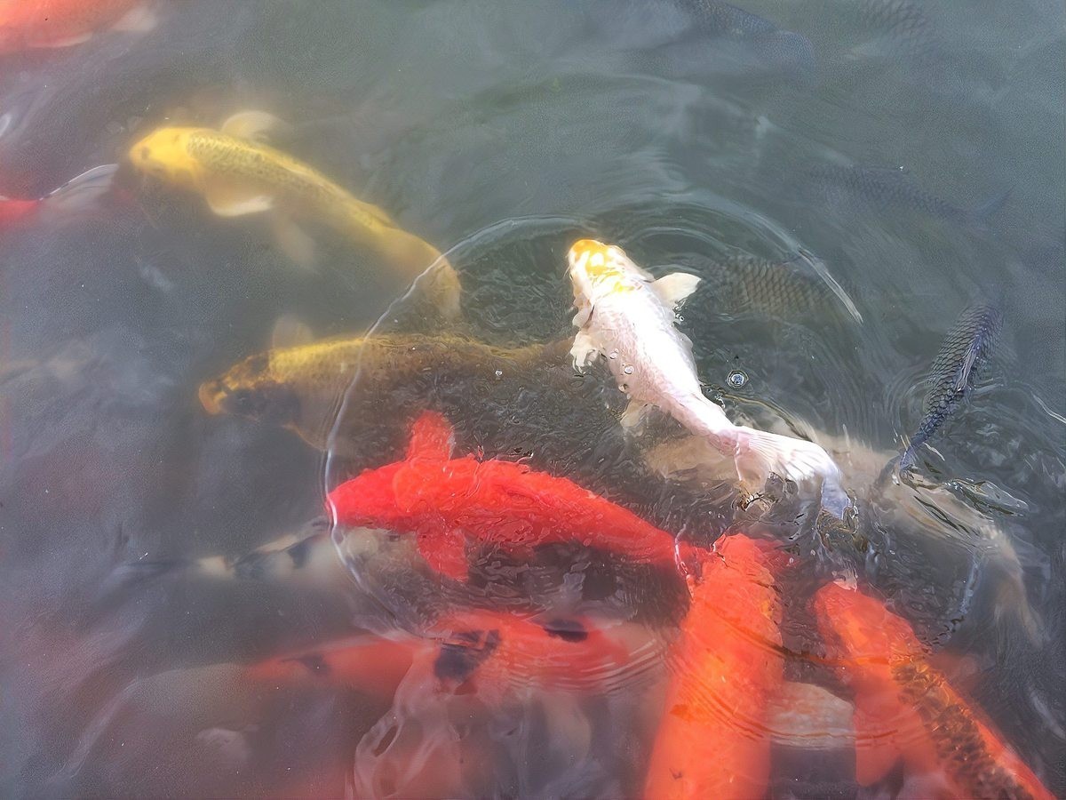 龍魚交叉感染后如何急救？
