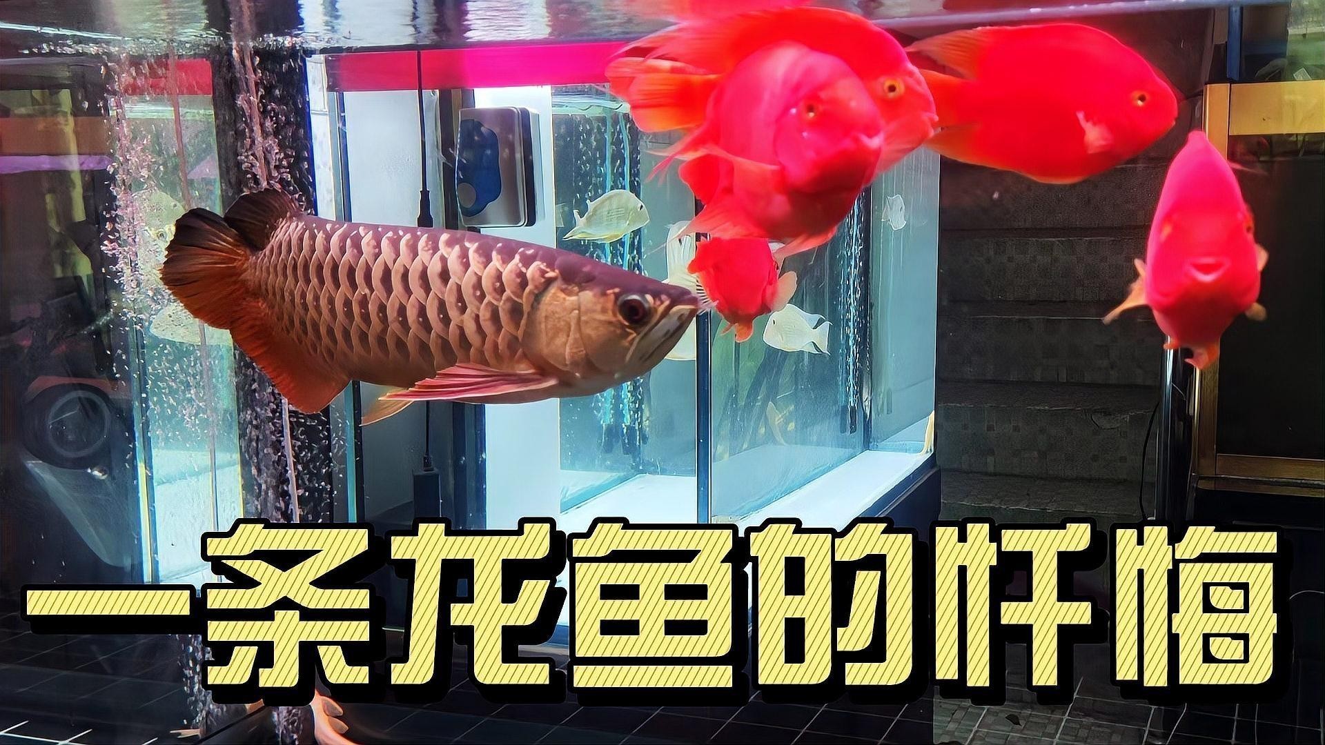 龍魚交叉感染后如何急救？