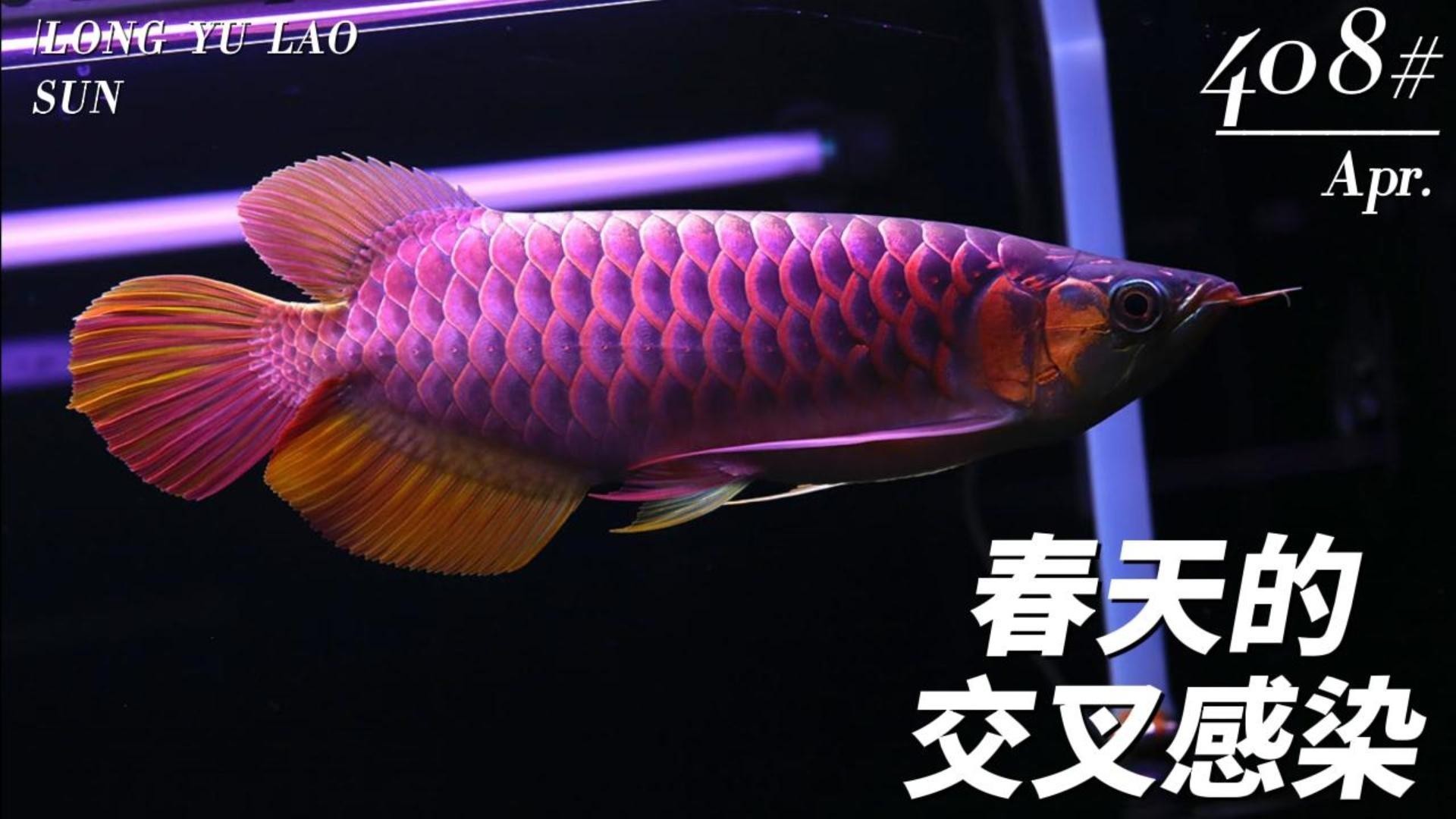 龍魚交叉感染后如何急救？