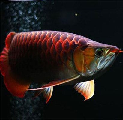 龍魚吃什么上色快又好看視頻講解：紅龍魚吃什么上色快又好看