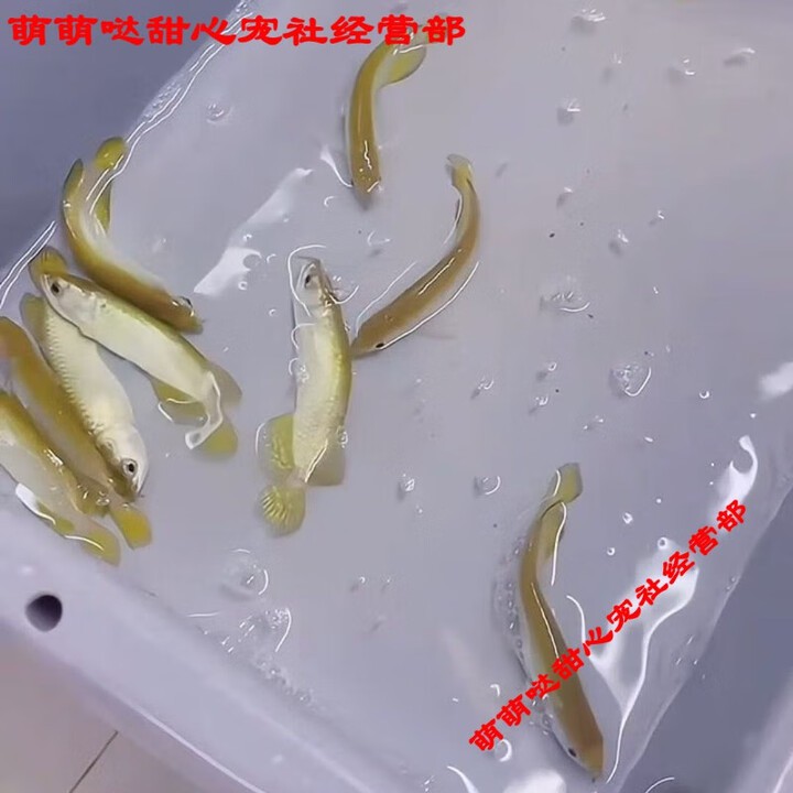 哪里可以批發到金龍魚幼苗？