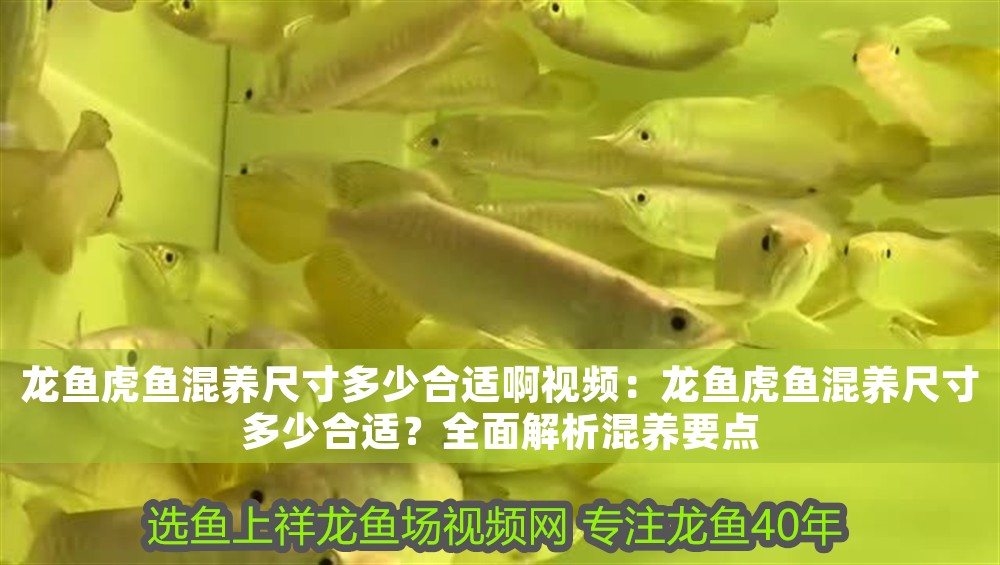 龍魚虎魚混養尺寸多少合適啊視頻：龍魚虎魚混養尺寸多少合適？全面解析混養要點