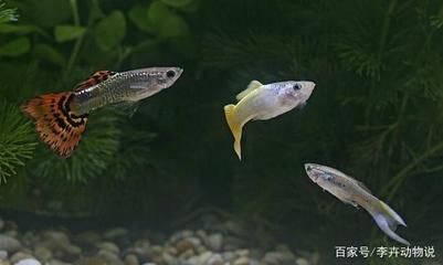 龍魚虎魚混養尺寸多少合適啊視頻：龍魚虎魚混養尺寸多少合適？全面解析混養要點