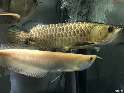 黃化龍魚(yú)【養(yǎng)殖黃化龍魚(yú)需要注意的事項(xiàng)】