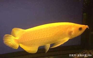 黃化龍魚(yú)【養(yǎng)殖黃化龍魚(yú)需要注意的事項(xiàng)】