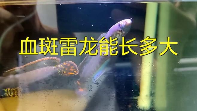 雷龍魚血斑最大能長(zhǎng)多大呢視頻