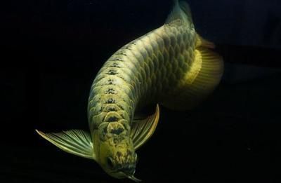 紅龍魚喂什么飼料最好養（紅龍魚喂什么飼料最好養活）