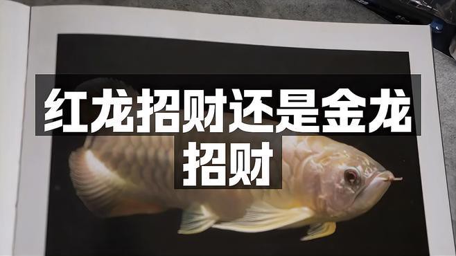 紅龍與金龍在東西方文化中的地位