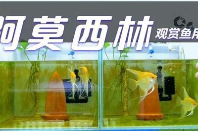 龍魚阿莫西林【阿莫西林對龍魚有什么作用？】