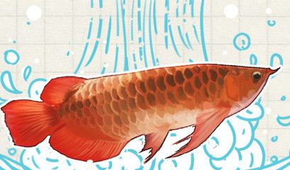 紅龍魚發(fā)色的最佳溫度是多少（怎么把紅龍魚養(yǎng)得更紅，影響因素很多）