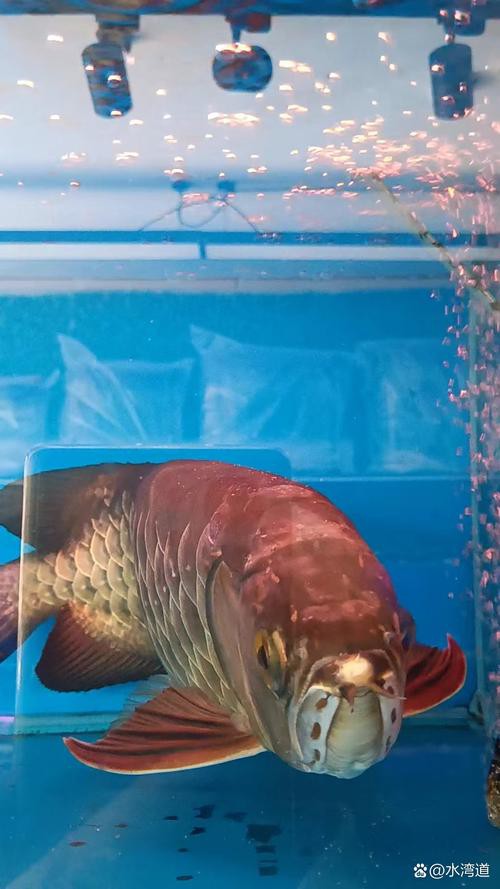 紅龍魚圖片壁紙大全大圖