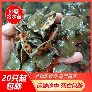 龍魚喂甲魚的好處：龍魚喂食甲魚可以獲得多種營養(yǎng)益處龍魚喂甲魚的好處 龍魚喂甲魚的好處：龍魚喂食甲魚可以獲得多種營養(yǎng)益處龍魚喂甲魚的好處 龍魚百科 第2張