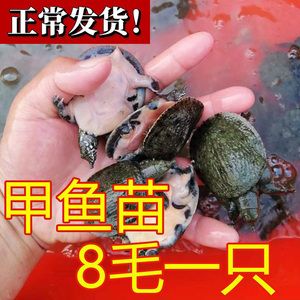 龍魚喂甲魚的好處：龍魚喂食甲魚可以獲得多種營養(yǎng)益處龍魚喂甲魚的好處 龍魚喂甲魚的好處：龍魚喂食甲魚可以獲得多種營養(yǎng)益處龍魚喂甲魚的好處 龍魚百科 第3張