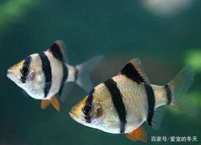 龍魚最好的什么品種好養（美洲銀龍魚、亞洲青龍魚和亞洲青龍魚的食譜推薦）