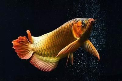 青龍魚的營養價值有哪些特點（青龍魚與其他魚類營養對比青龍魚的選購技巧是什么）