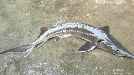 尋龍魚多少錢一斤：尋龍魚市場價(jià)格波動