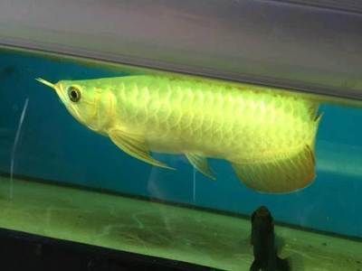 廣州最大賣龍魚的地方在哪里啊：探索廣州龍魚市場(chǎng)：全球最大之一