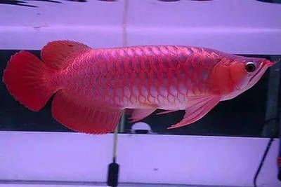 龍魚怎么養水溫要求高，關于龍魚養殖水溫要求的詳細信息