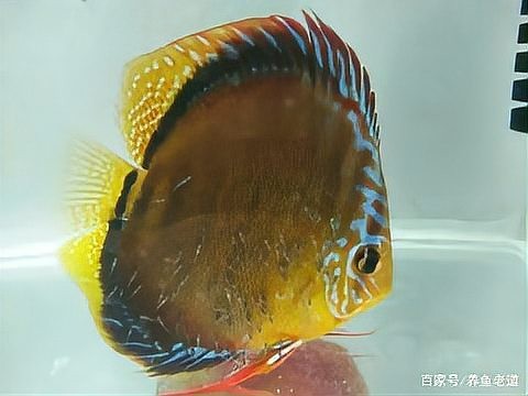 龍魚可以和神仙魚混養嗎