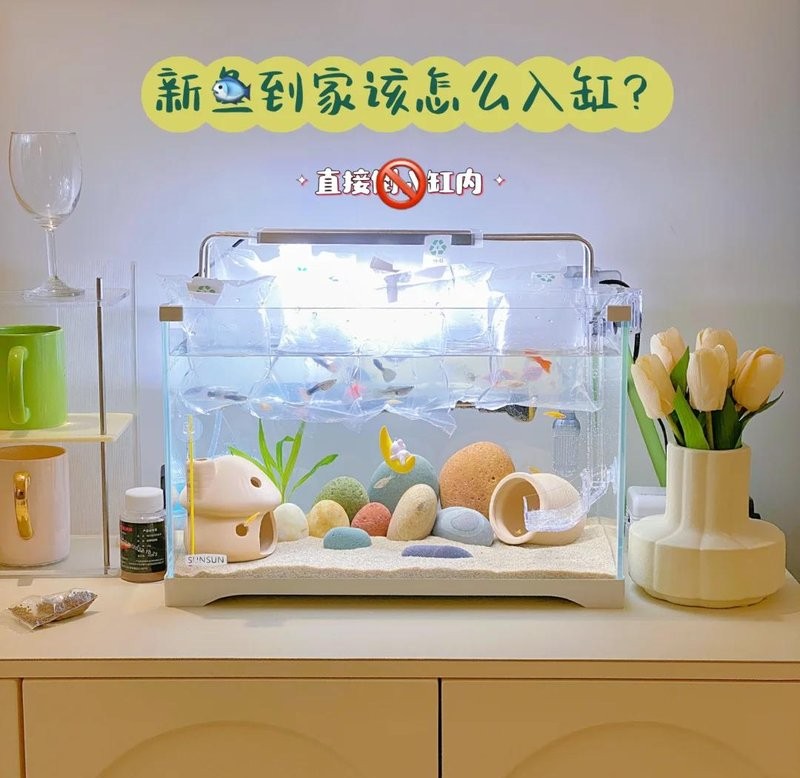 龍魚多久適應新水位？