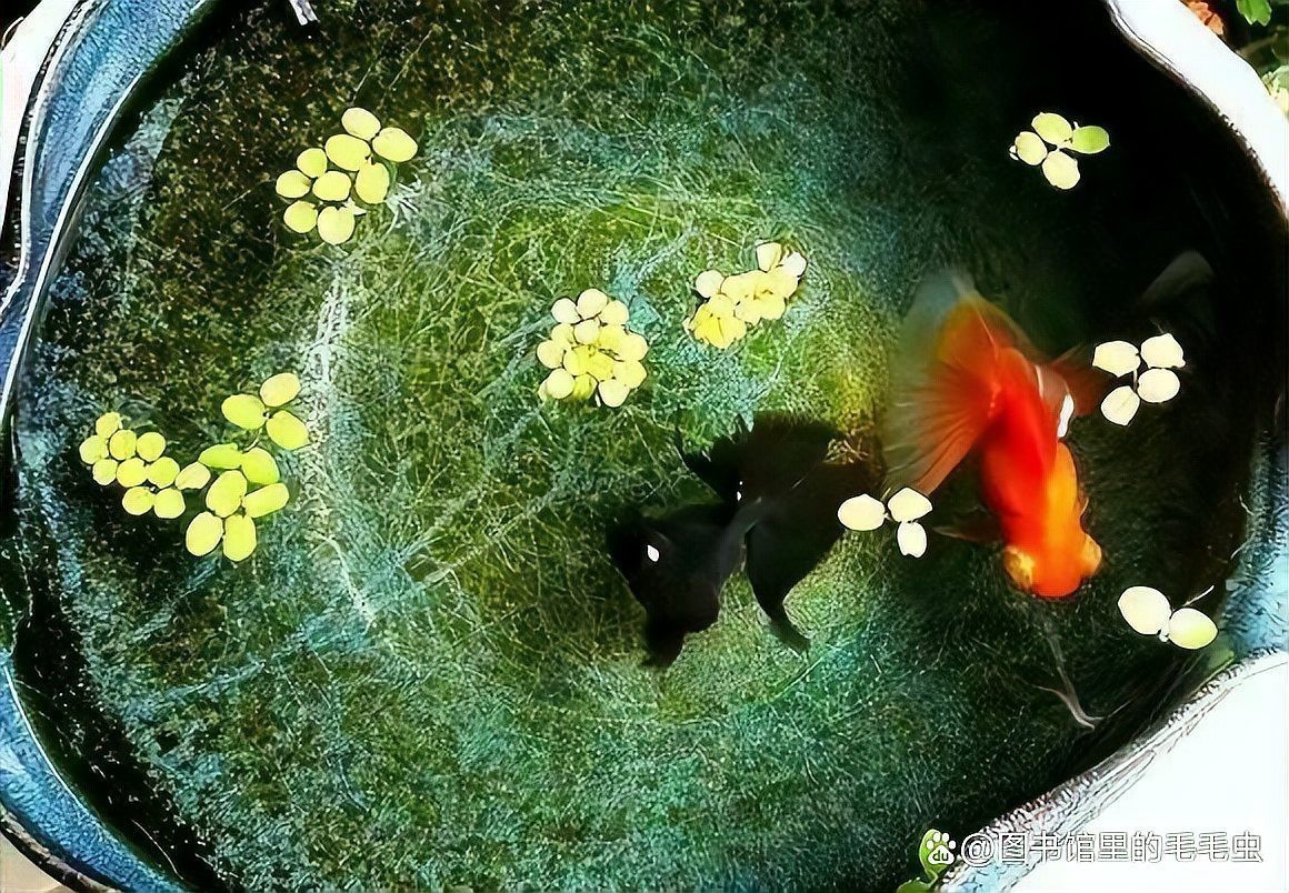 養銀龍魚缸養水多久