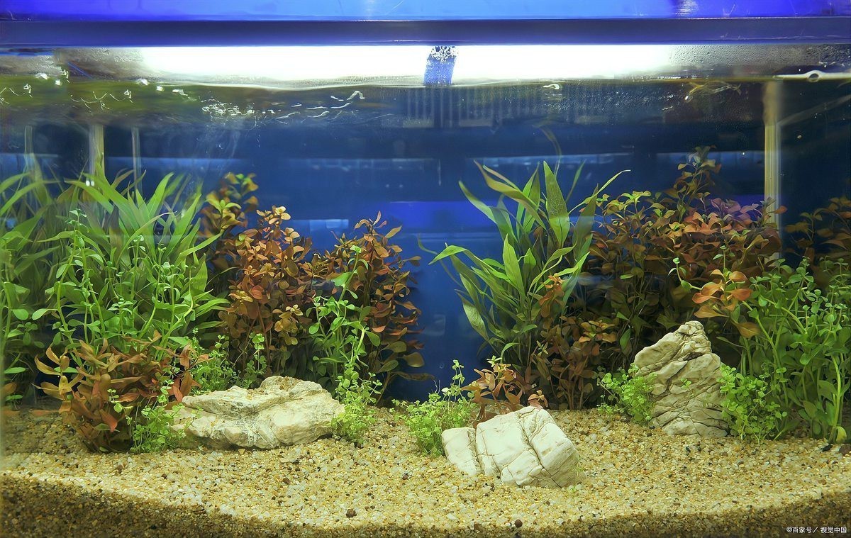 養銀龍魚缸養水多久