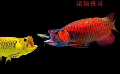 龍魚在哪買便宜：水族論壇購買龍魚經(jīng)驗分享，