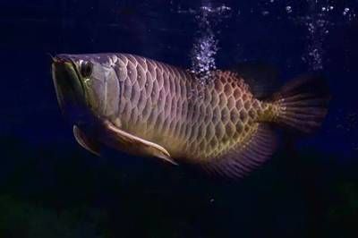 龍魚鰓蓋上有白色肉芽狀（龍魚鰓蓋上有白色肉芽狀怎么辦）