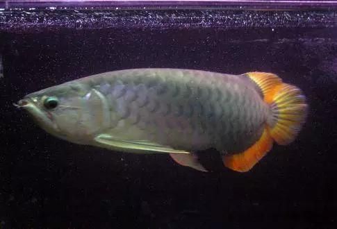 龍魚鰓蓋上有白色肉芽狀（龍魚鰓蓋上有白色肉芽狀怎么辦）
