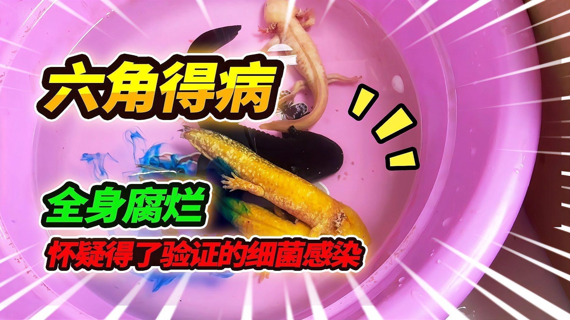 如何判斷六角龍魚是否感染細菌？