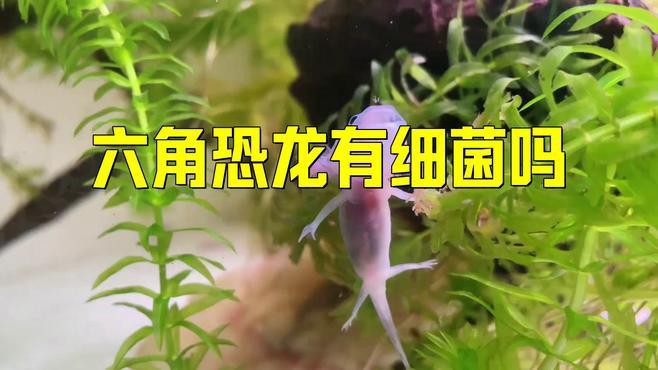 如何判斷六角龍魚是否感染細菌？