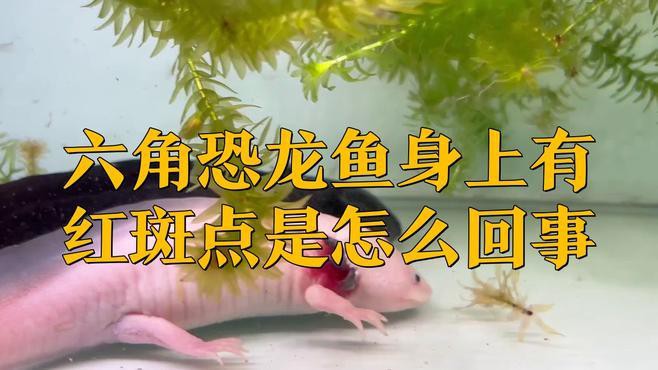 如何判斷六角龍魚是否感染細菌？