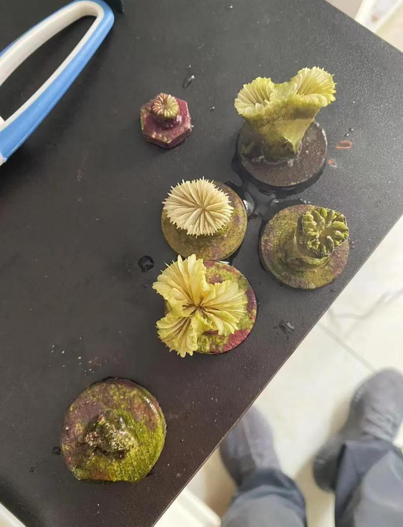 如何判斷六角龍魚是否感染細菌？