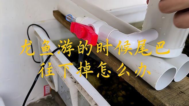 金龍魚尾巴下垂不吃食什么原因