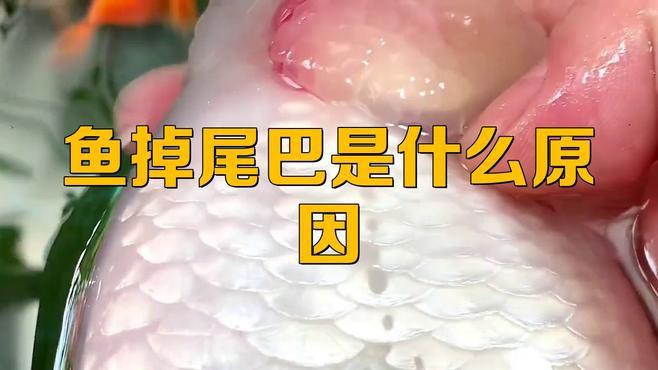 金龍魚尾巴下垂不吃食什么原因