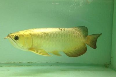 龍魚下黃粉后幾天換水合適：黃粉藥效期間如何護(hù)理龍魚，龍魚換水前后注意事項(xiàng)