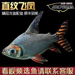 頂級(jí)龍魚批發(fā)（關(guān)于頂級(jí)龍魚批發(fā)）