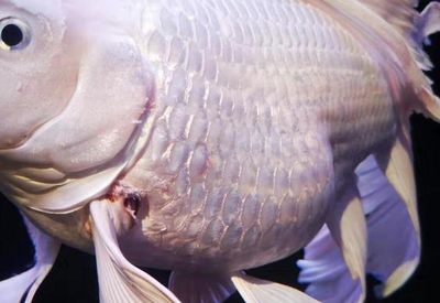 龍魚一片魚鱗翹起來一點點怎么回事(龍魚鱗片翹起可能由多種因素導致,可能由多種因素導致) 龍魚百科 第3張 龍魚一片魚鱗翹起來一點點怎么回事(龍魚鱗片翹起可能由多種因素導致,可能由多種因素導致) 龍魚一片魚鱗翹起來一點點怎么回事(龍魚鱗片翹起可能由多種因素導致,可能由多種因素導致) 龍魚百科 第3張