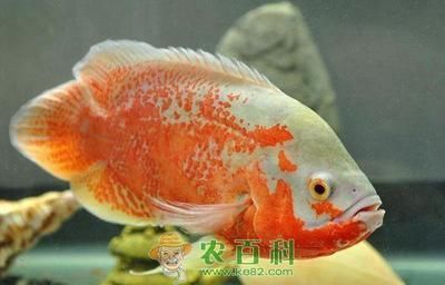 野彩魚繁殖飼料特殊成分：觀賞魚繁殖飼料中纖維素來源，如何自制野彩魚繁殖飼料