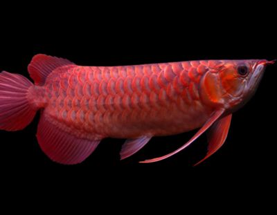 高背紅尾金、過背金龍魚是哪種最值錢的金龍魚是哪種：最值錢的金龍魚有哪些？